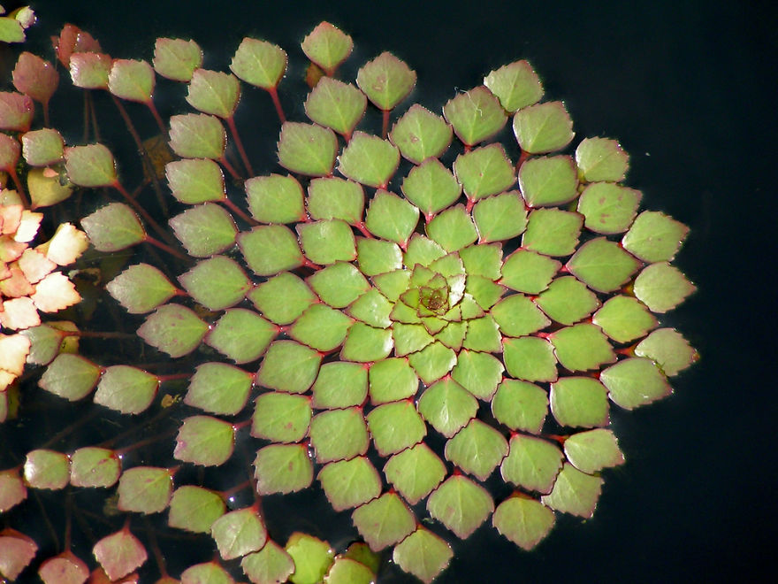 matemáticas en la naturaleza